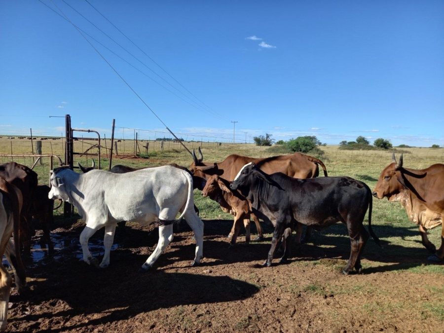 0 Bedroom Property for Sale in Wolmaransstad Rural North West